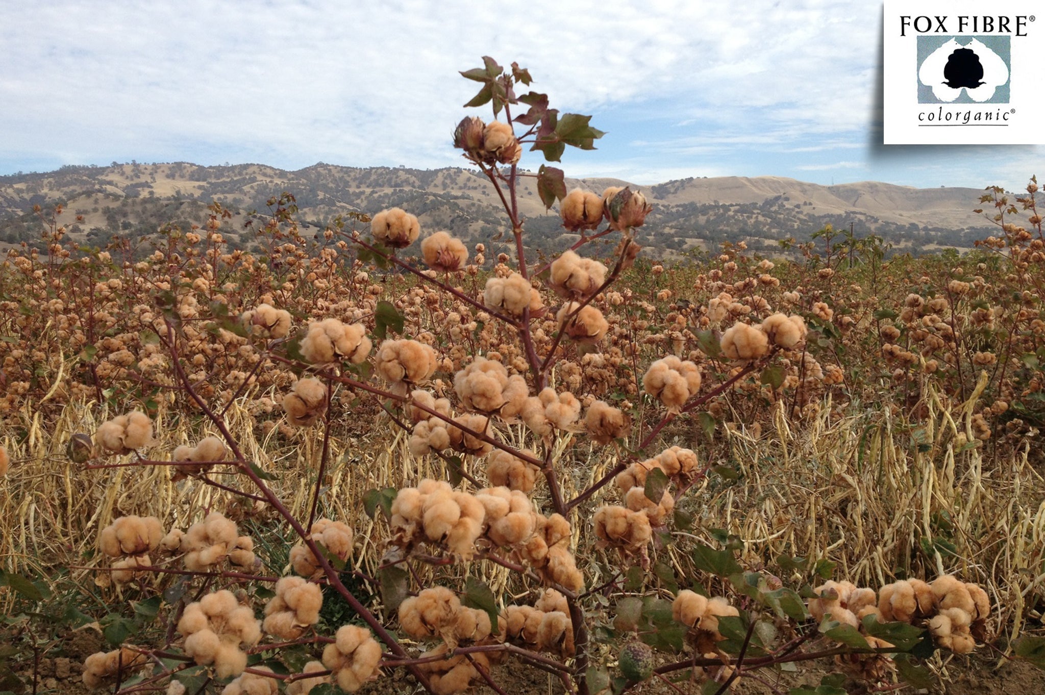 Colored Cotton Bed Pillowcases