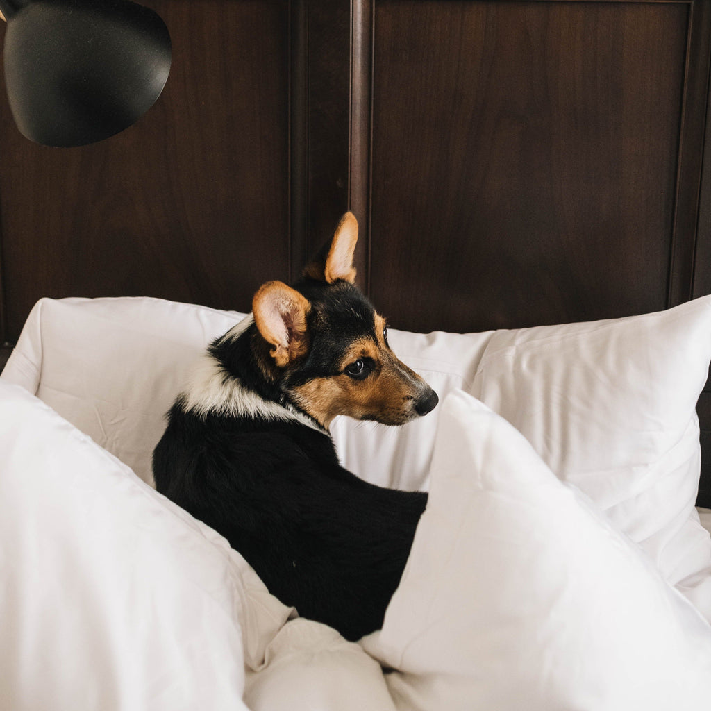 Eucalypso Silky Pillowcase Set (2)