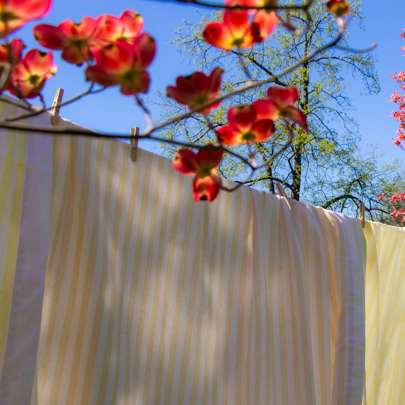 Lychee Sorbet Stripe Tablecloth