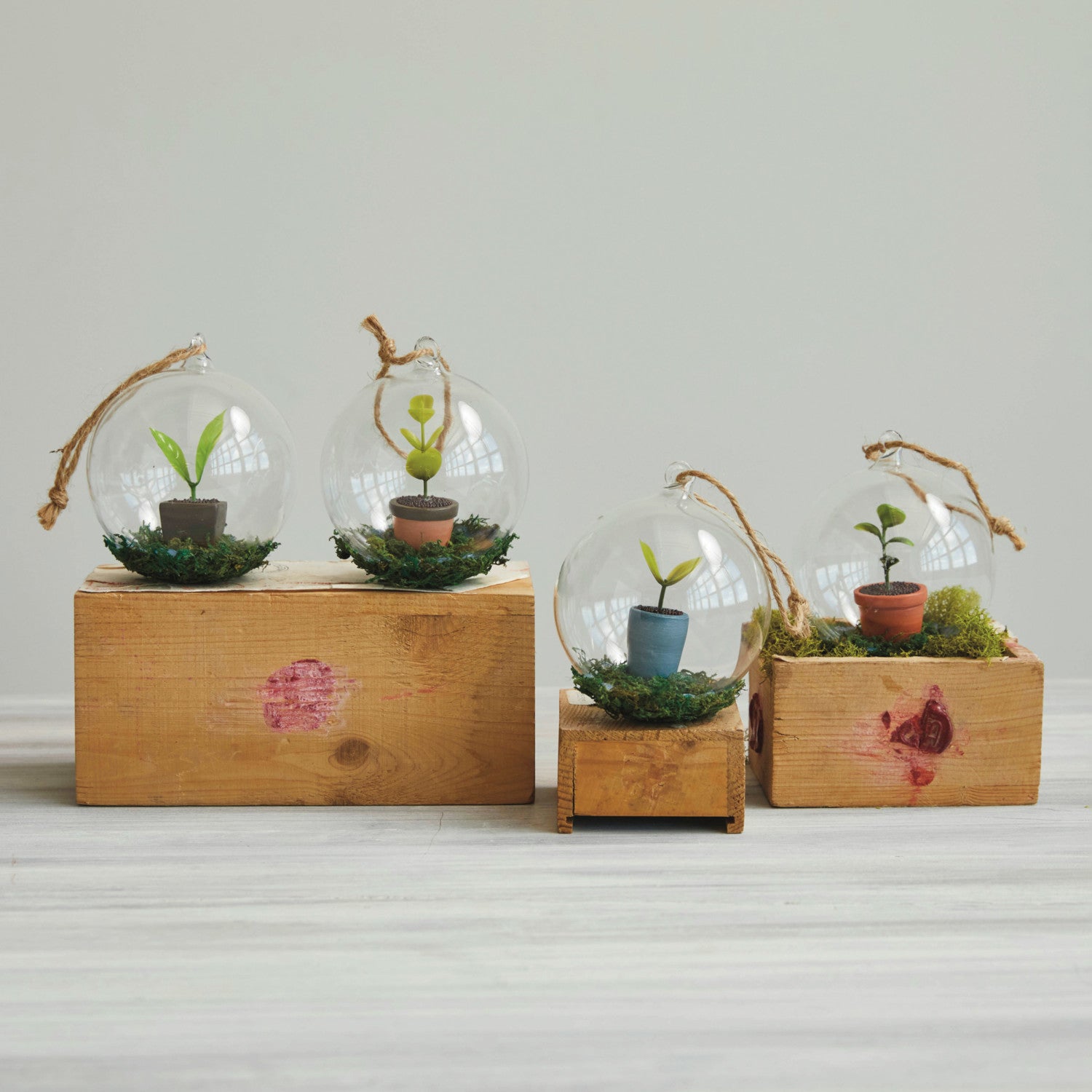 Glass Ball Ornament with Garden Starts Sprout & Moss