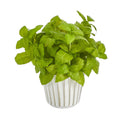 10” Basil Artificial Plant in White Planter with Silver Trimming