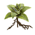 10” Succulent Artificial Plant with Roots (Set of 3)