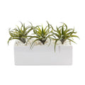 11” Air Plant Artificial Succulent in White Planter
