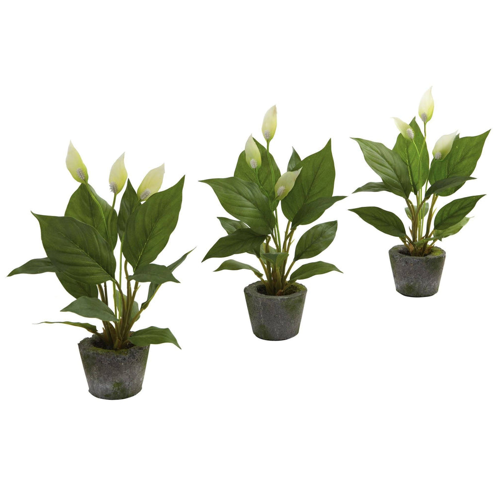 11” Spathyfillum w/Cement Planter (Set of 3)