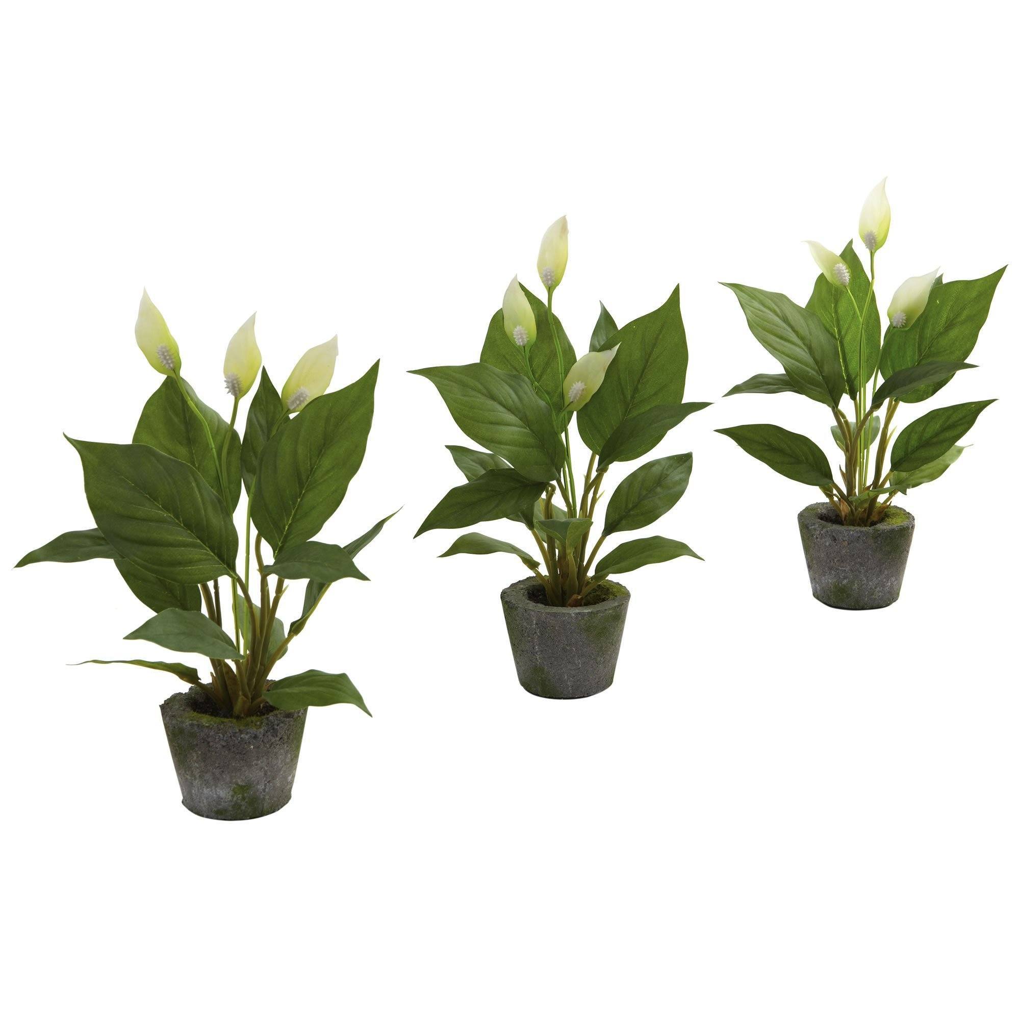 11” Spathyfillum w/Cement Planter (Set of 3)