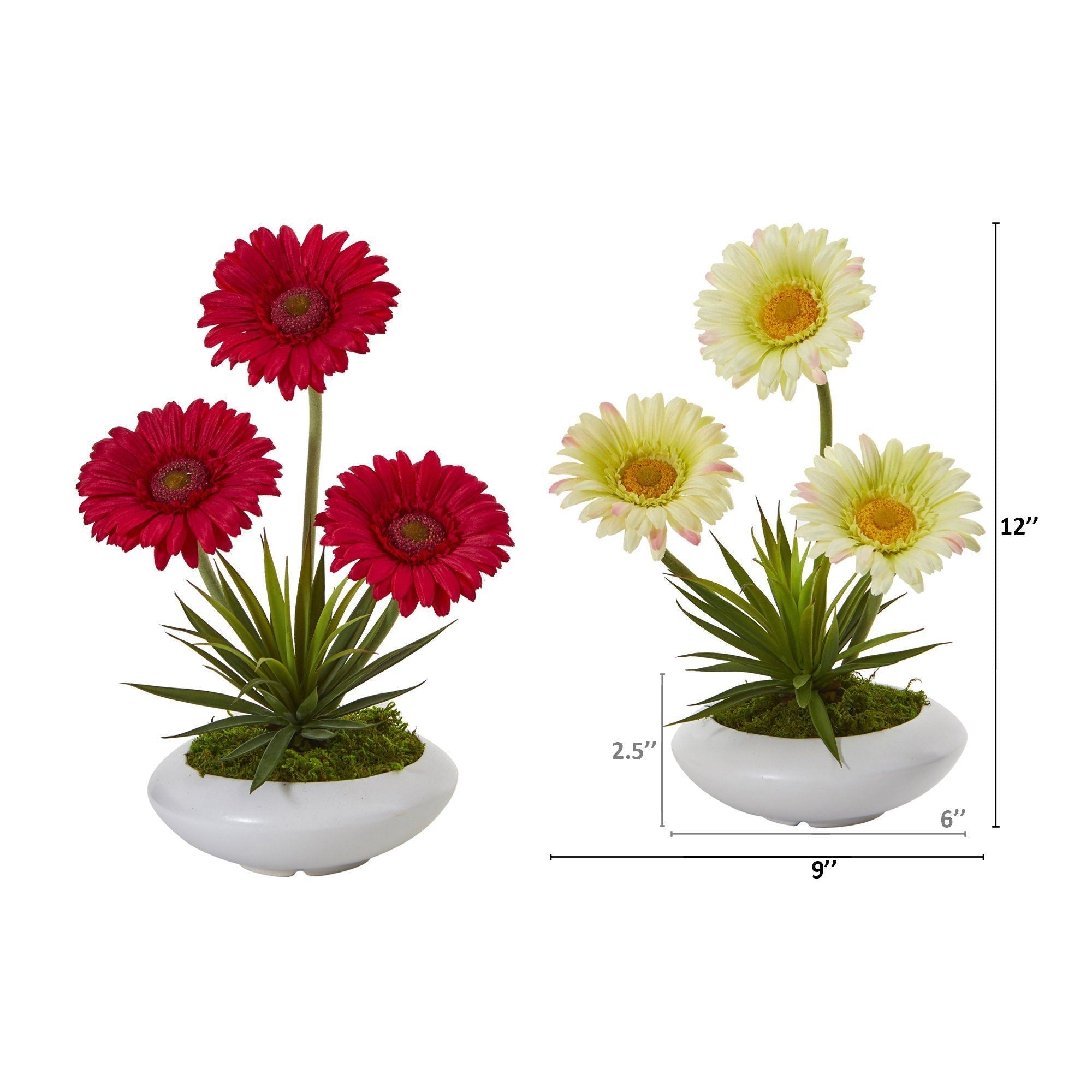 12” Gerber and Succulent Arrangement in Vase (Set of 2)