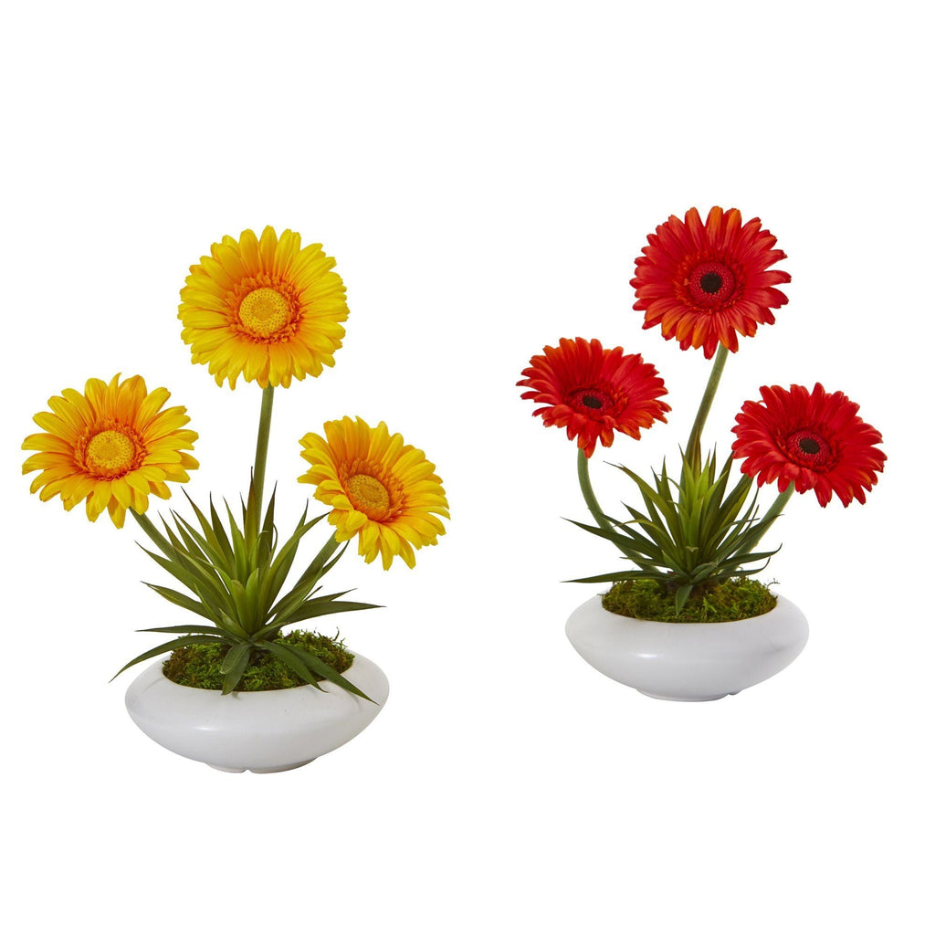 12” Gerber and Succulent Arrangement in Vase (Set of 2)