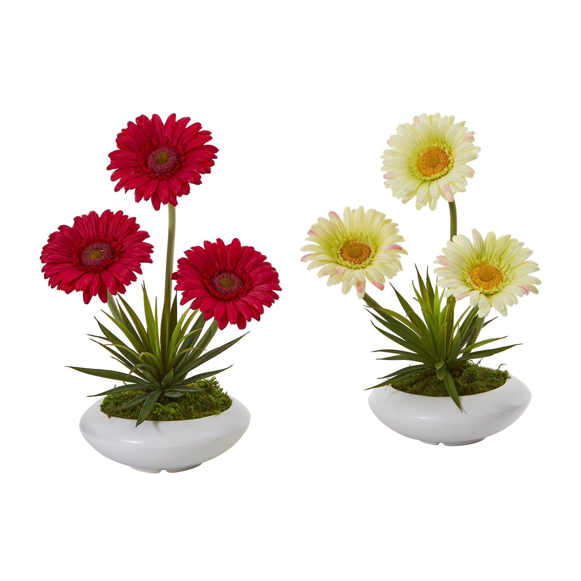 12” Gerber and Succulent Arrangement in Vase (Set of 2)