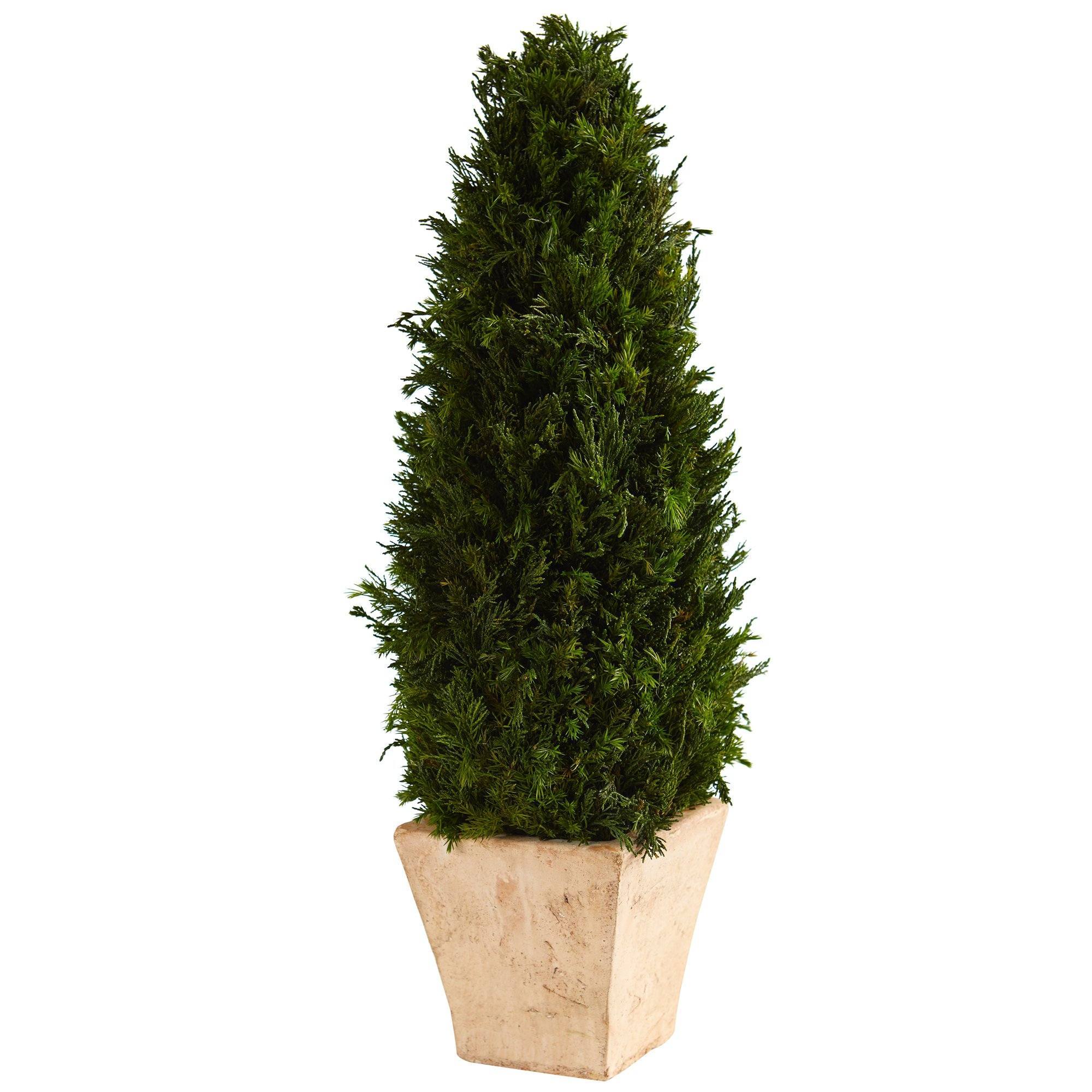 2’ Cypress Cone Preserved Plant in Planter