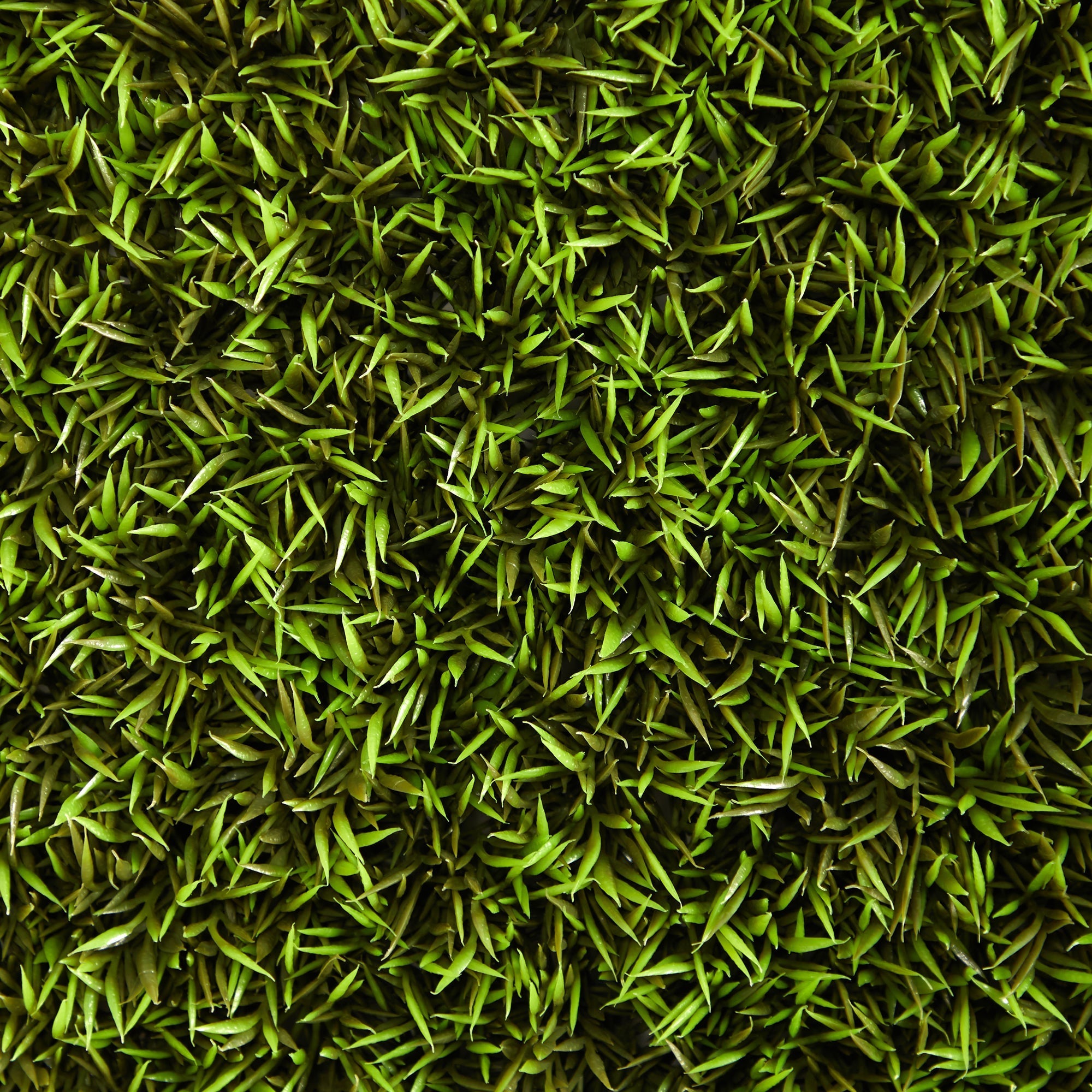 20” Mini Pordocarpus Artificial Wall Mat (Indoor/Outdoor) (Set of 2)