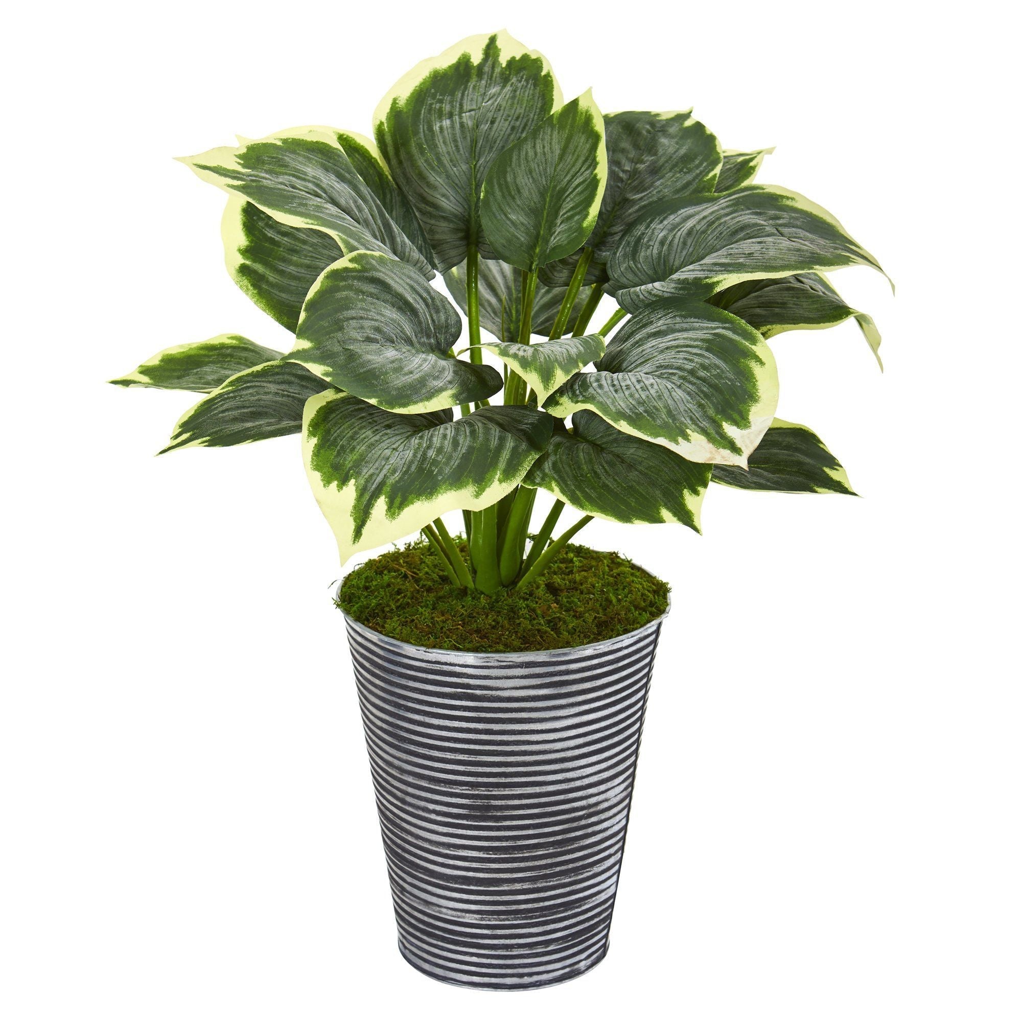 24” Variegated Hosta Artificial Plant in Tin Planter