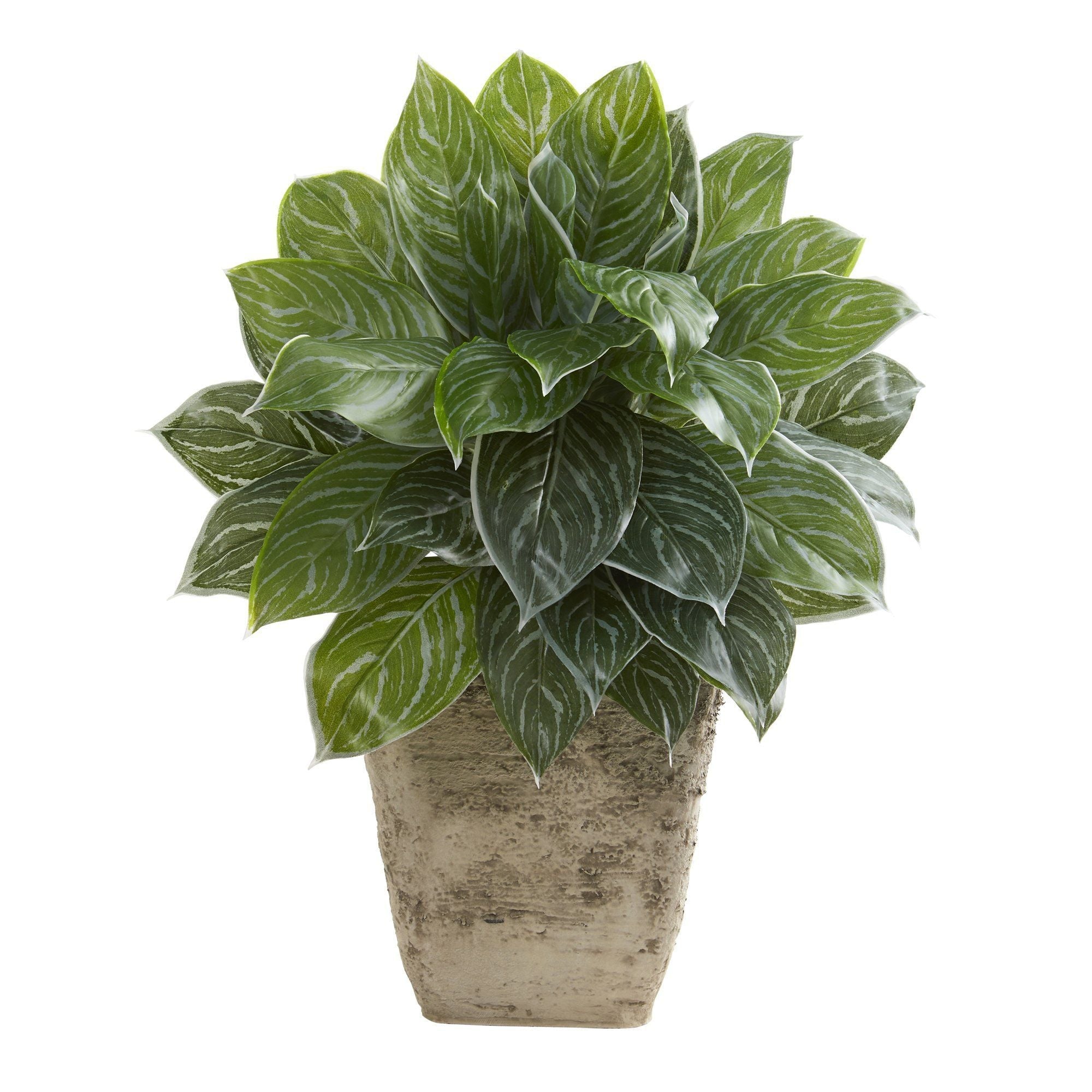 25” Silver Aglaonema Artificial Plant in Country White Planter (Real Touch)