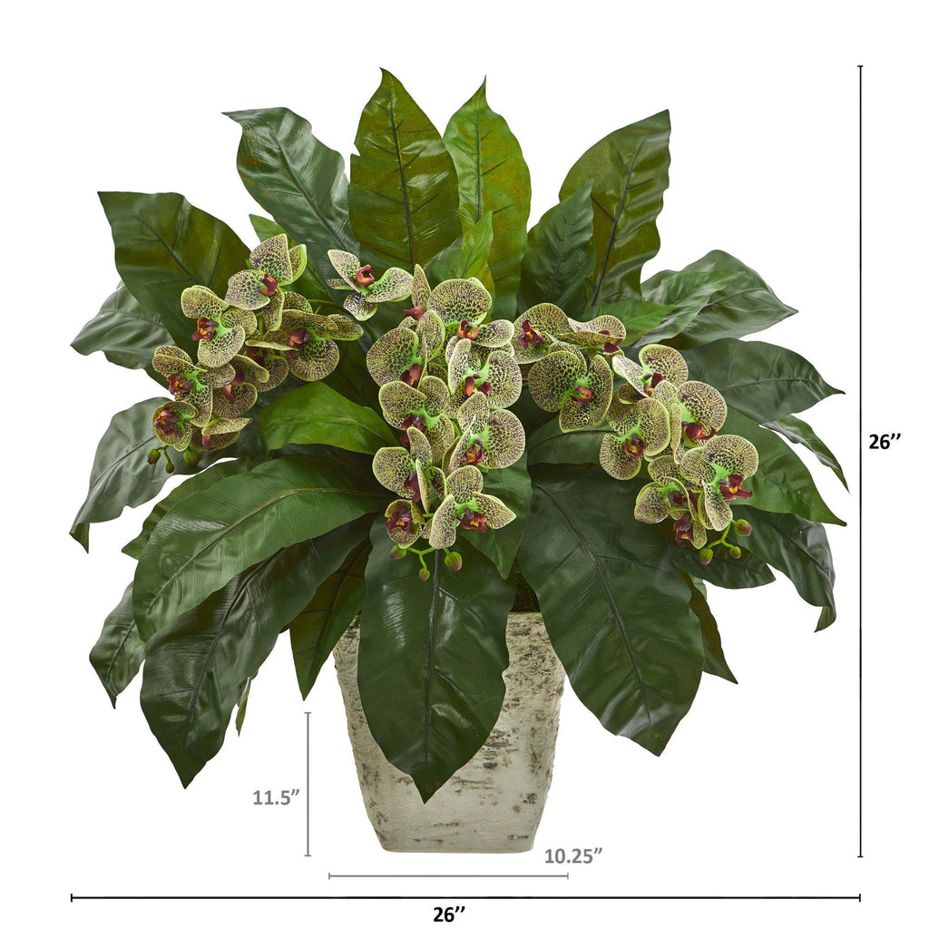 26” Phalaenopsis Orchid and Fern Plant in White Planter