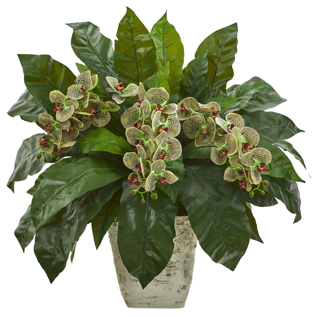 26” Phalaenopsis Orchid and Fern Plant in White Planter