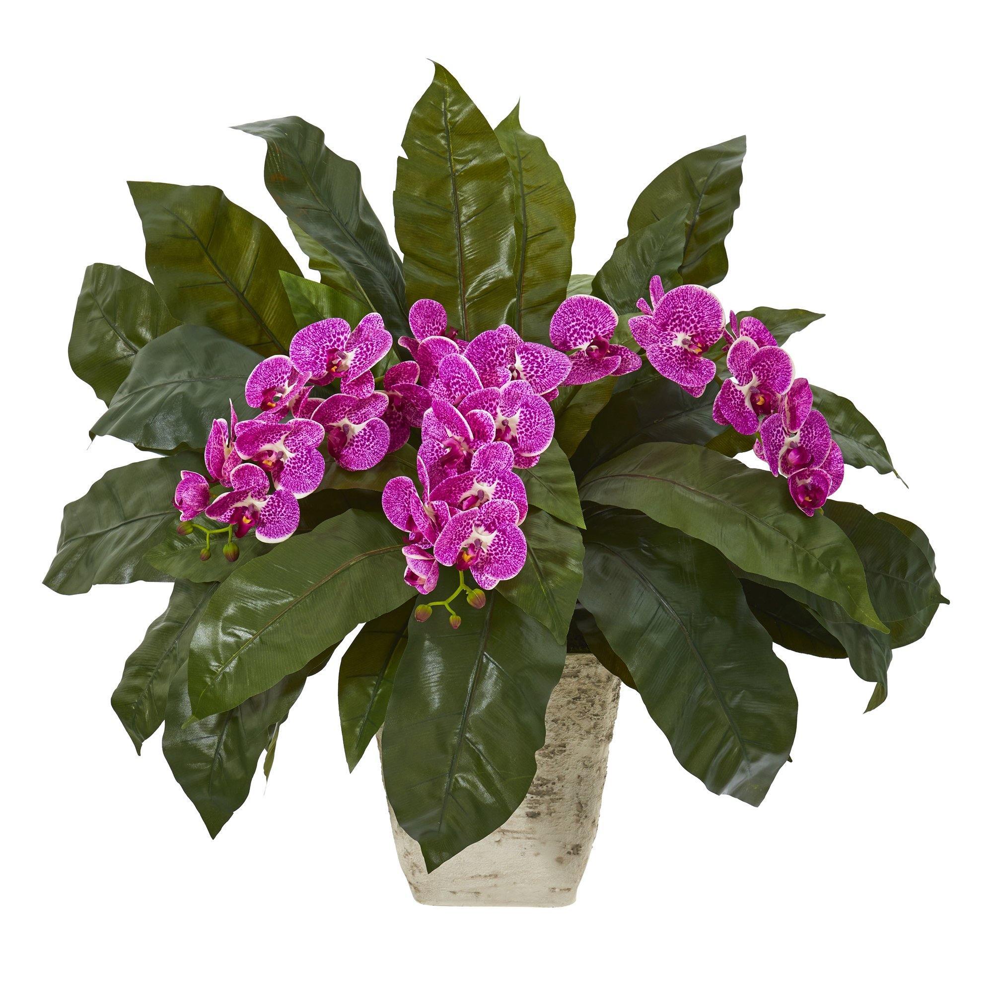 26” Phalaenopsis Orchid and Fern Plant in White Planter