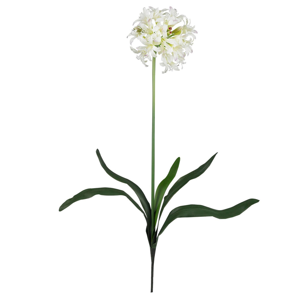 29" African Lily Stem (Set of 12)"