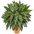 29” Silver King Artificial Plant in Terra Cotta Planter