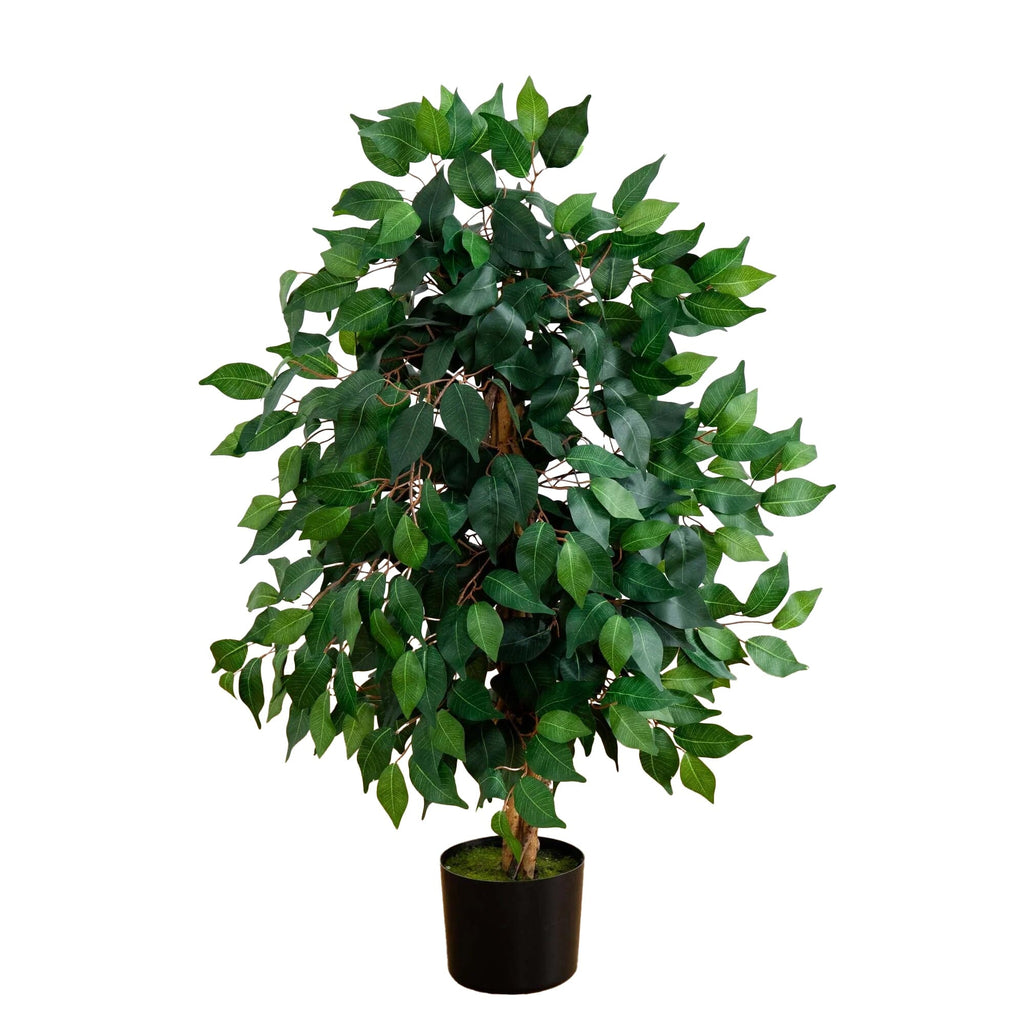 3' Ficus Silk Tree