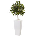 3’ Sweet Bay Tree in White Tower Planter