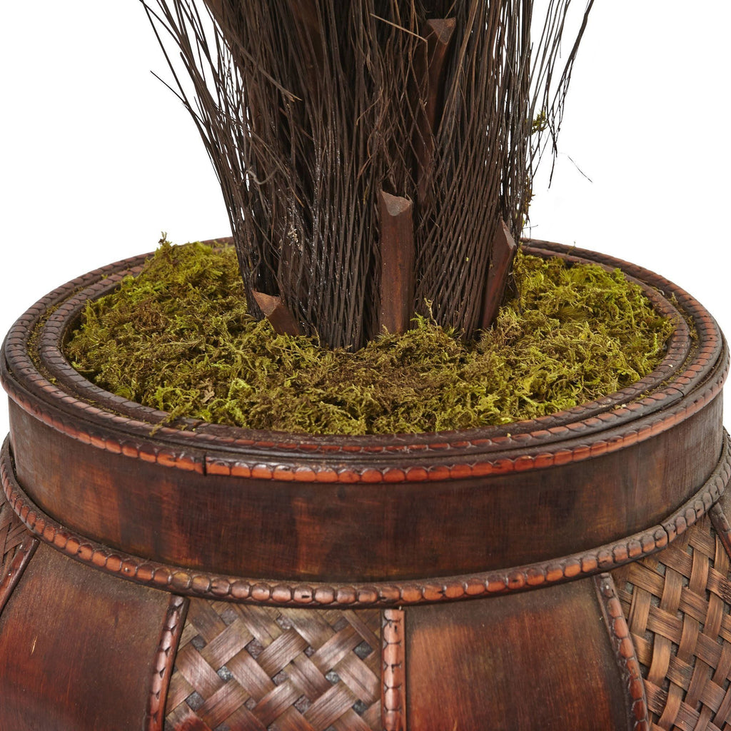 3.5’ Cycas Tree in Wood Planter