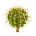 4” Cactus Artificial Plant (Set of 12)