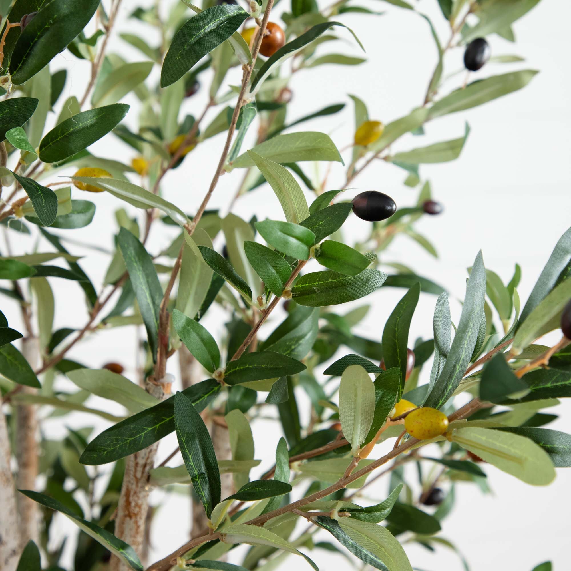 5’ Olive Tree in Terracotta Planter