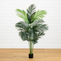 5' Paradise Palm