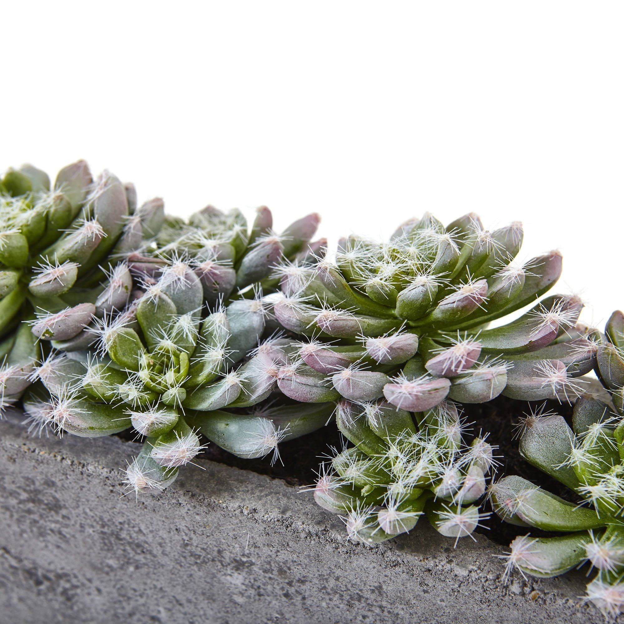 5.5” Succulent Garden w/Textured Concrete Planter