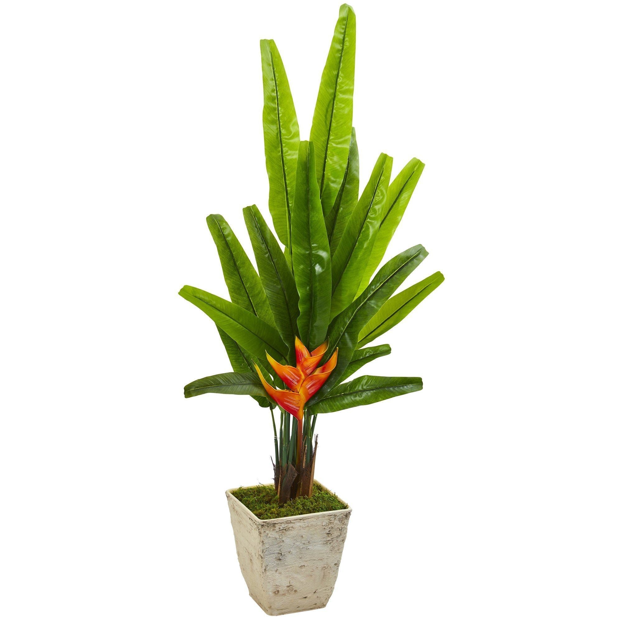 55” Traveler's Palm Artificial Tree in Country White Planter