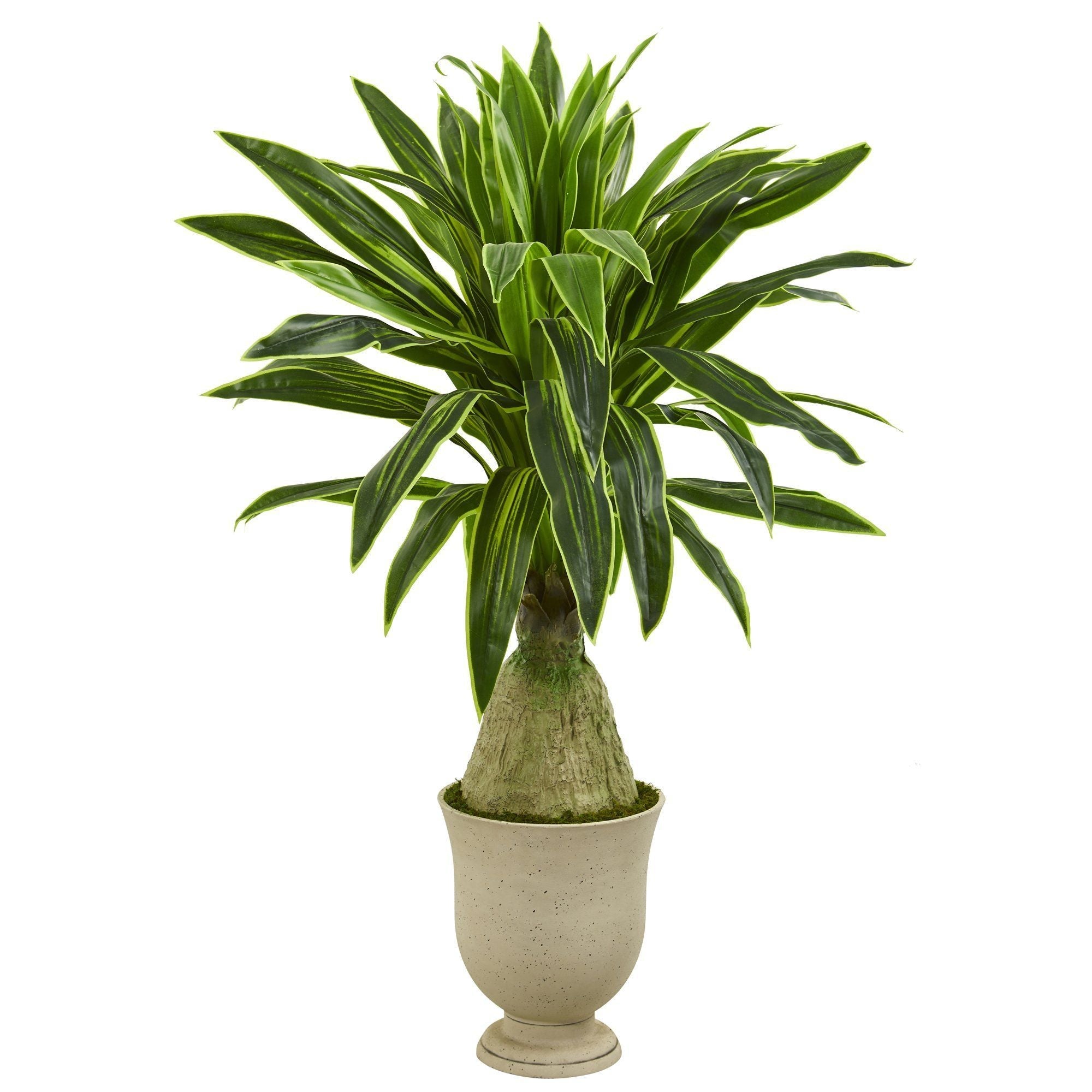 59” Dracaena Artificial Plant in Decorative Urn
