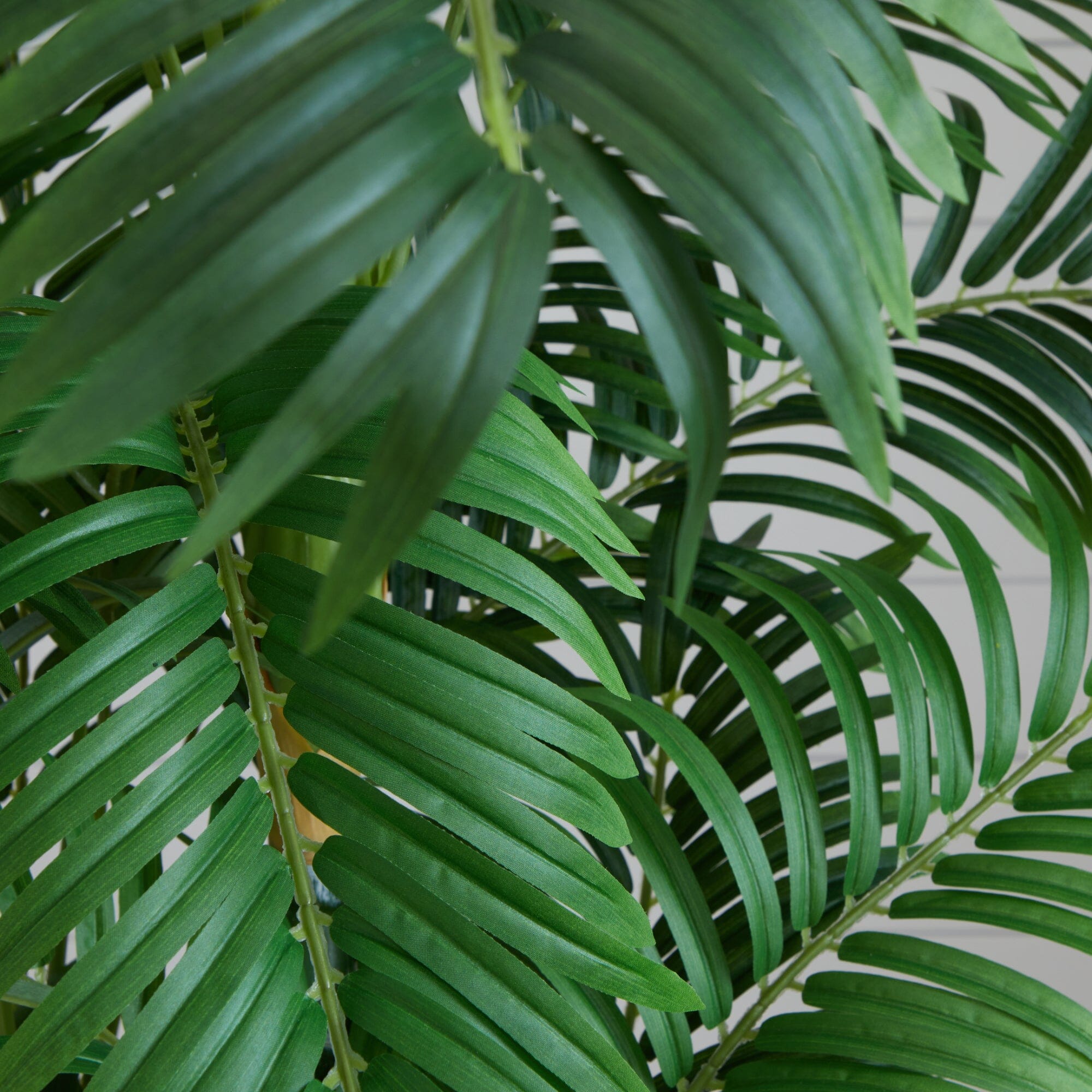 6’ Curvy Parlor Palm Silk Tree