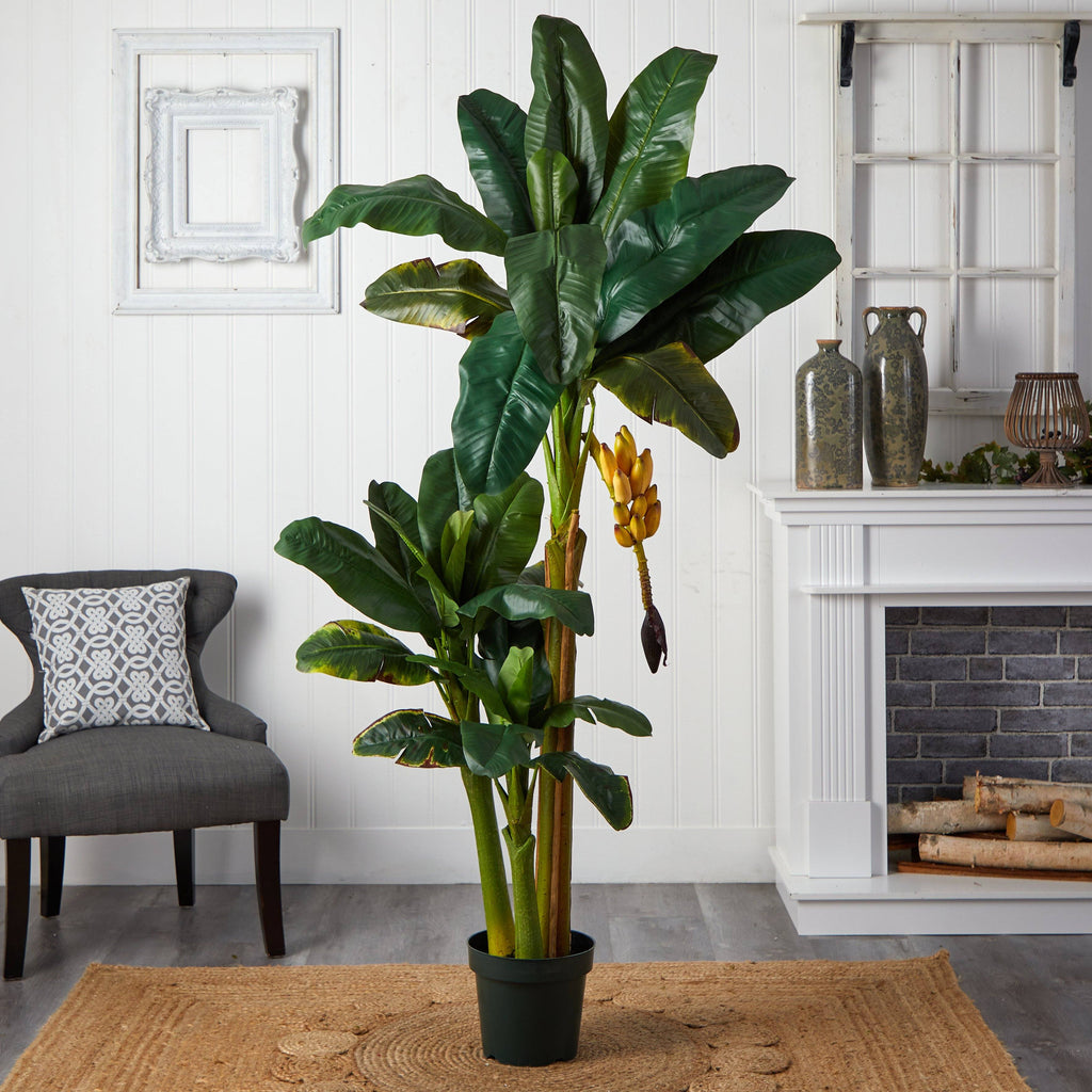 6' Triple Stalk Banana Silk Tree