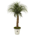 61” Pony Tail Palm Artificial Plant in Decorative Planter