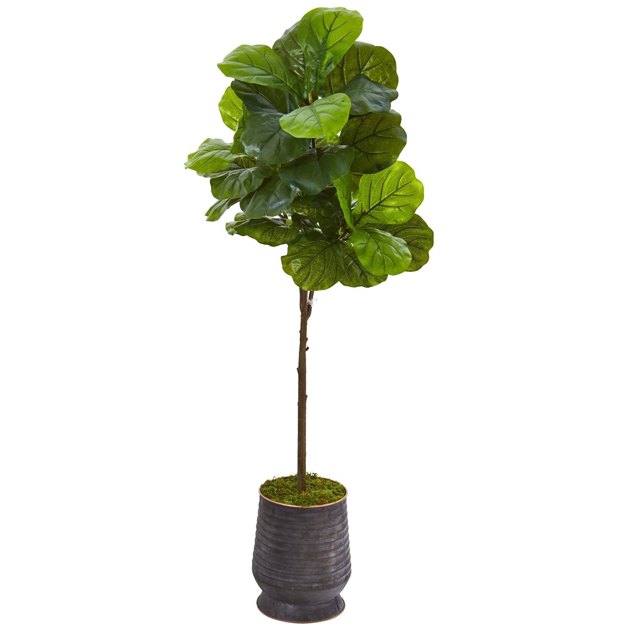 62” Fiddle Leaf Artificial Tree in Ribbed Metal Planter (Real Touch)