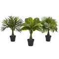Areca, Fountain & Banana Palm (Set of 3)