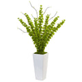 Bells of Ireland in White Planter
