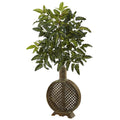 Bracken Fern with Open Weave Planter