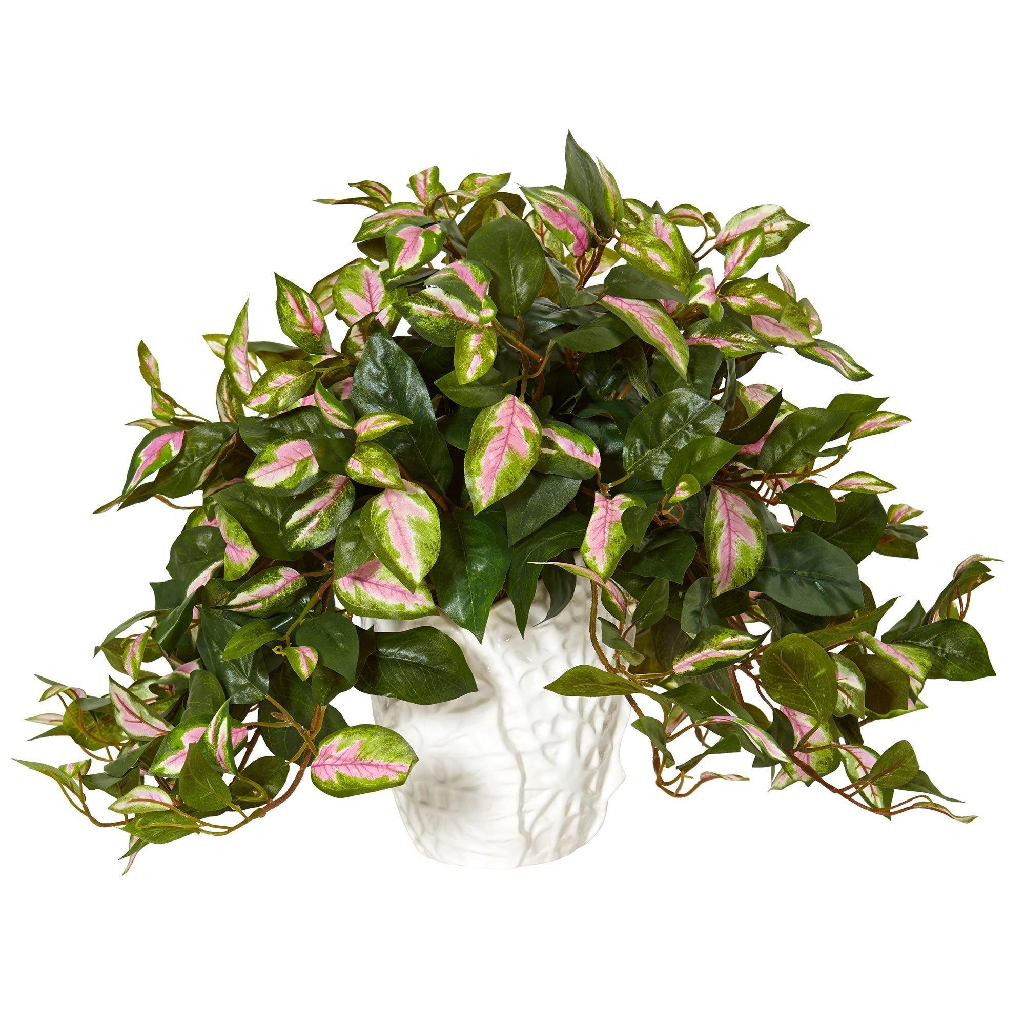 Hoya in White Ceramic Vase