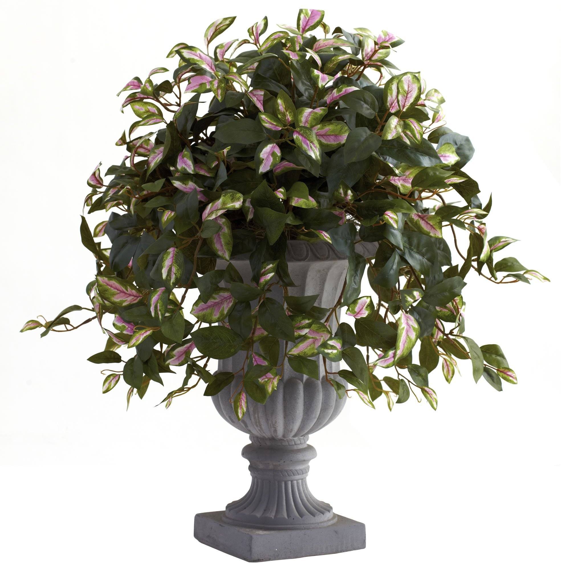Hoya with Decorative Urn