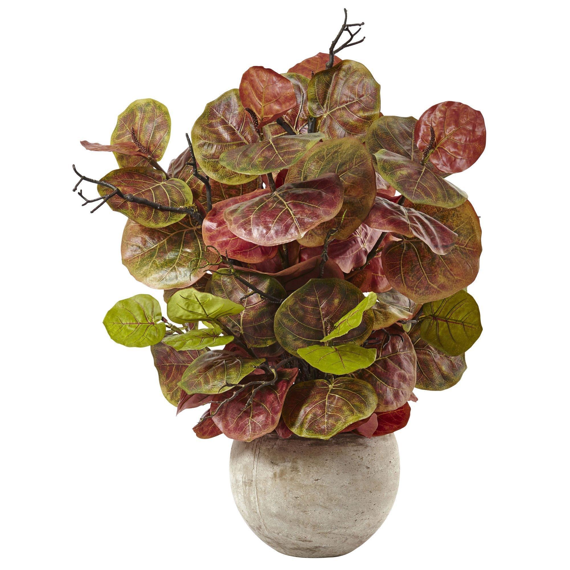 Sea Grape Plant in Sand Colored Bowl