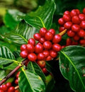 Costa-Ragua Blend NEW!