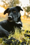 Black Dog - Definitely Dodger Coffee - Special Blend - 10 oz